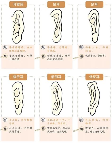 耳垂有珠|面相耳朵图解【最详细版】 – 杨易德全集官网